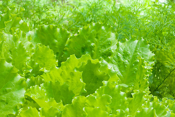 Image showing bed of lettuce