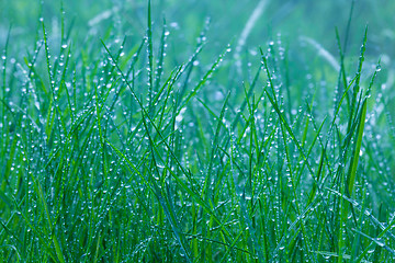 Image showing spring green grass close-up under rain
