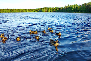 Image showing Forest pond and wild ducks