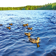 Image showing Forest pond and wild ducks