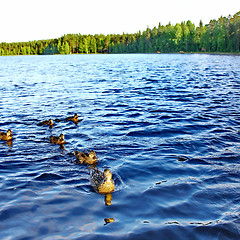 Image showing Forest pond and wild ducks