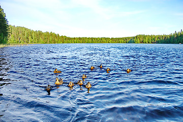 Image showing Forest pond and wild ducks