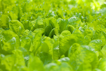 Image showing Growing lettuce