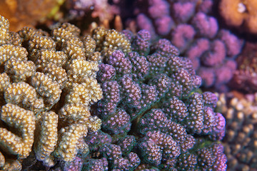 Image showing hard coral closeup