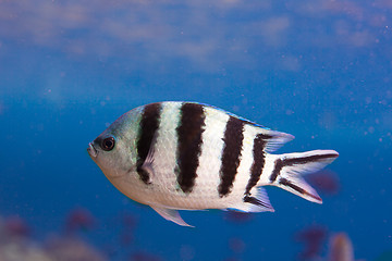 Image showing Sergeant Major fish closeup