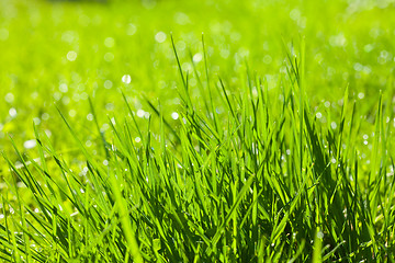 Image showing background of fresh spring grass