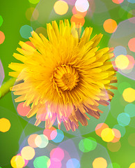 Image showing dream spring dandelion