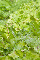 Image showing watering beet