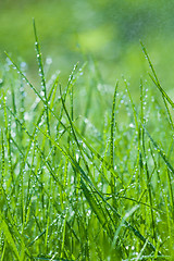 Image showing spring green grass with dew drops