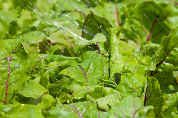 Image showing watering the bed with beet