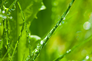 Image showing Dew on the grass