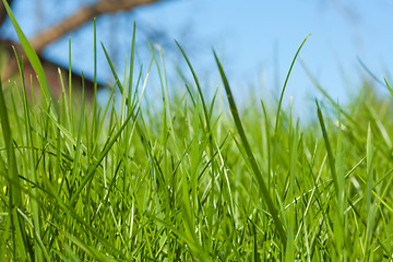 Image showing High grass on the backyard