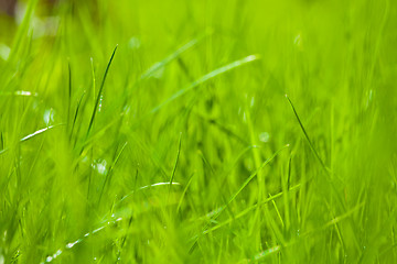 Image showing spring green grass closeup