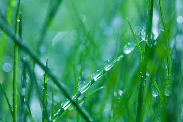 Image showing water drops on the leaves