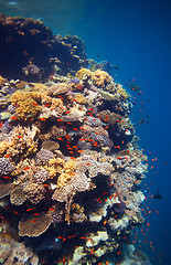Image showing Edge of coral reef