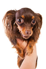 Image showing toy terrier breed puppy on isolated white