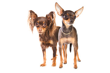 Image showing Two toy terriers isolated on a white