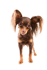 Image showing  long-haired toy terrier on isolated white