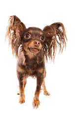 Image showing  long-haired toy terrier on isolated white