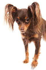 Image showing  long-haired toy terrier on isolated white