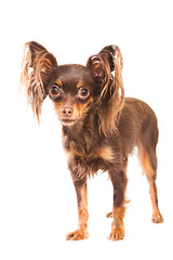 Image showing  long-haired toy terrier on isolated white