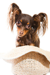 Image showing long-haired toy terrier sitting in straw hat on isolated white