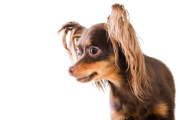 Image showing portrait of  long-haired toy terrier on isolated white