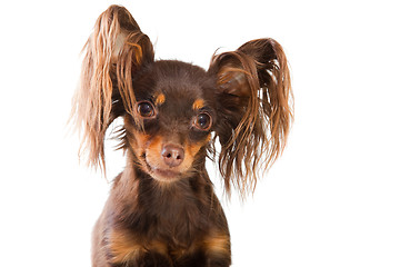 Image showing portrait of  long-haired toy terrier on isolated white