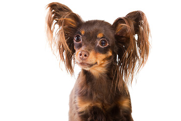 Image showing portrait of  long-haired toy terrier on isolated white