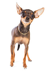 Image showing short-haired toy terrier on isolated white