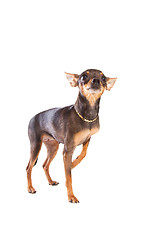 Image showing short-haired toy terrier on isolated white