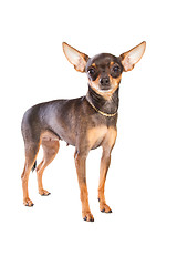 Image showing short-haired toy terrier on isolated white