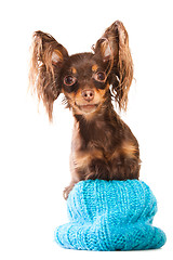 Image showing  long-haired toy terrier sitting in turquoise knitted hat on isolated white 