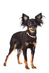 Image showing  long-haired toy terrier on isolated white
