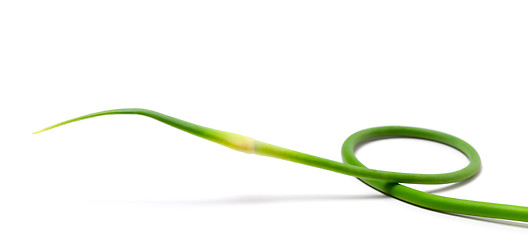 Image showing Fresh garlic scape on white background