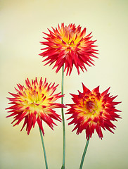 Image showing Cactus Dahlia - Karma Bon Bini