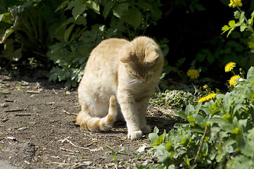 Image showing Kitten play