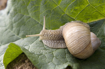 Image showing Close-up of burgundy snail