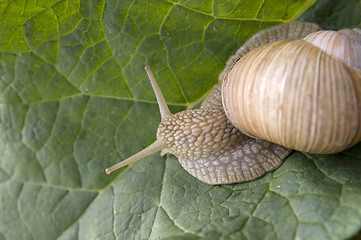 Image showing Close-up of burgundy snail