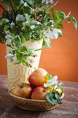 Image showing Beautiful ripe apples and branches of a blossoming apple-tree in