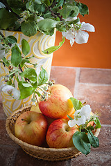 Image showing Beautiful ripe apples and branches of a blossoming apple-tree in