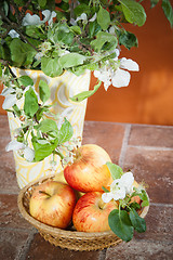 Image showing Beautiful ripe apples and branches of a blossoming apple-tree in