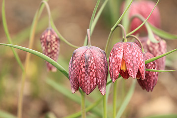 Image showing Checkered Daffodil