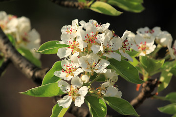 Image showing Apple blossom