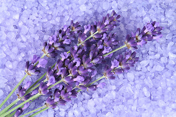 Image showing Lavender