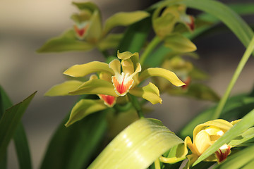 Image showing Yellow orchid , cymbidium