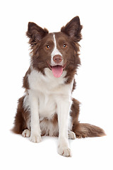 Image showing Border collie sheepdog