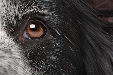 Image showing close-up dog eye