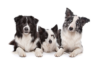 Image showing Three border collie