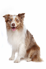 Image showing Border collie sheepdog